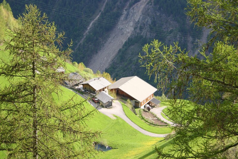 Wald Hofschank