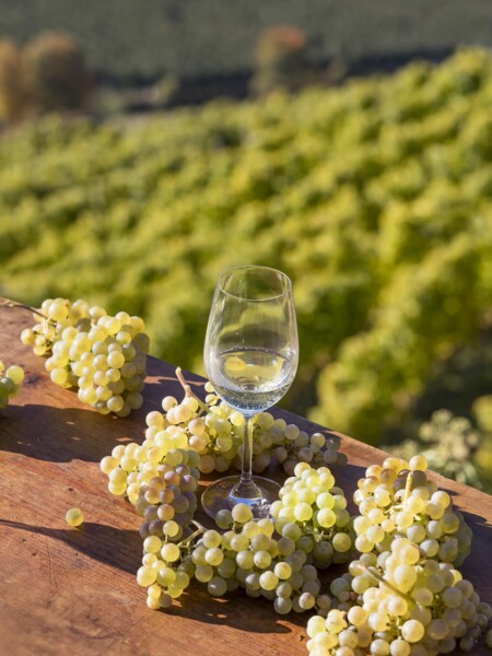 Weingut Falkenstein