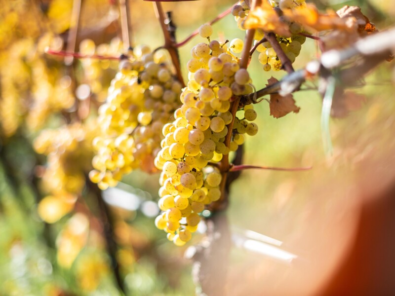 Weingut Oberschlossbauer Juval